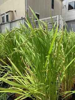 IMG_1036.jpg